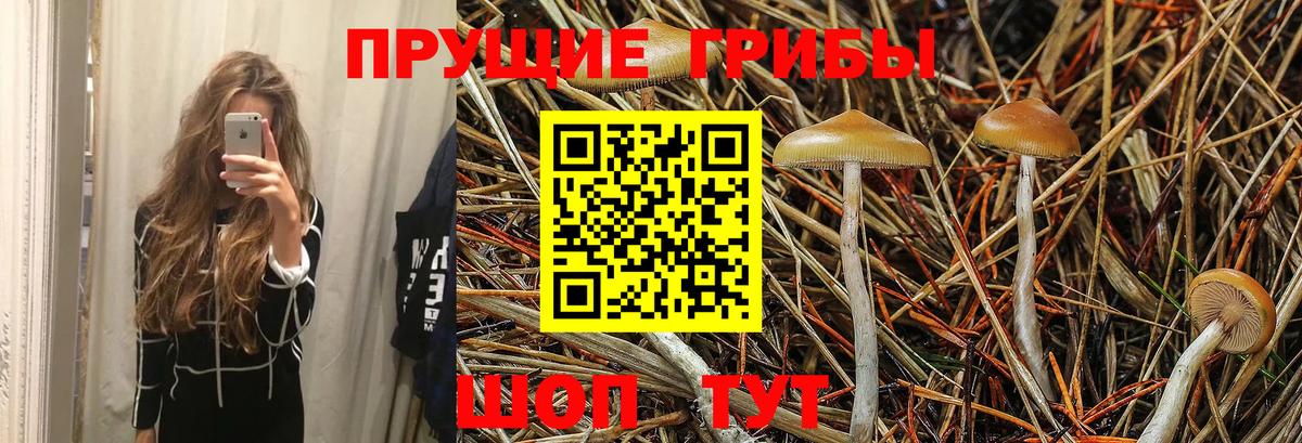 Псилоцибиновые грибы Cubensis  Галлюциногенные грибы Psilocybine cubensis  Моздок  Вход с VPN 